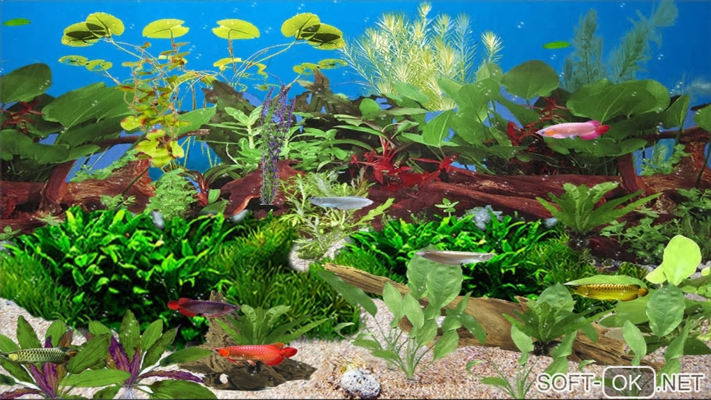 Screenshot №1 "Arowana Deluxe Aquarium"