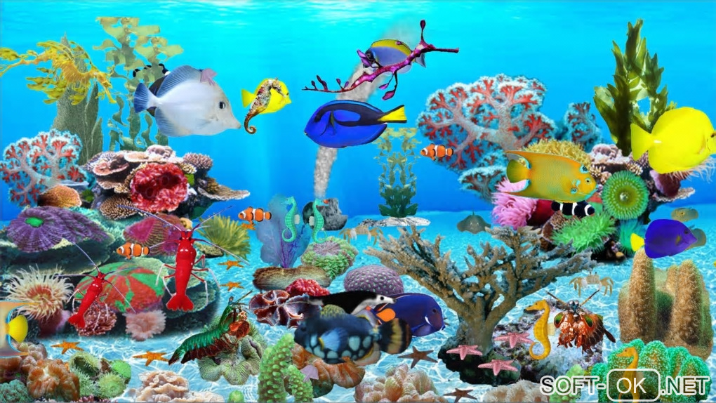The appearance "Blue Ocean Aquarium"