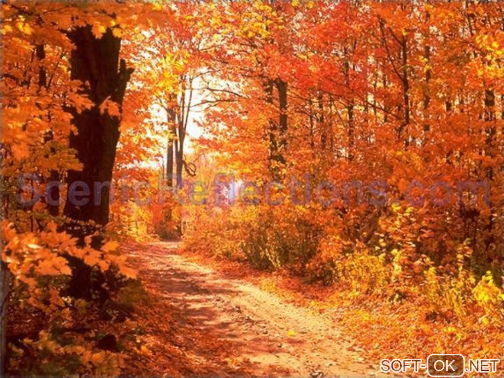 Screenshot №1 "Colors of Autumn Free Screensaver"