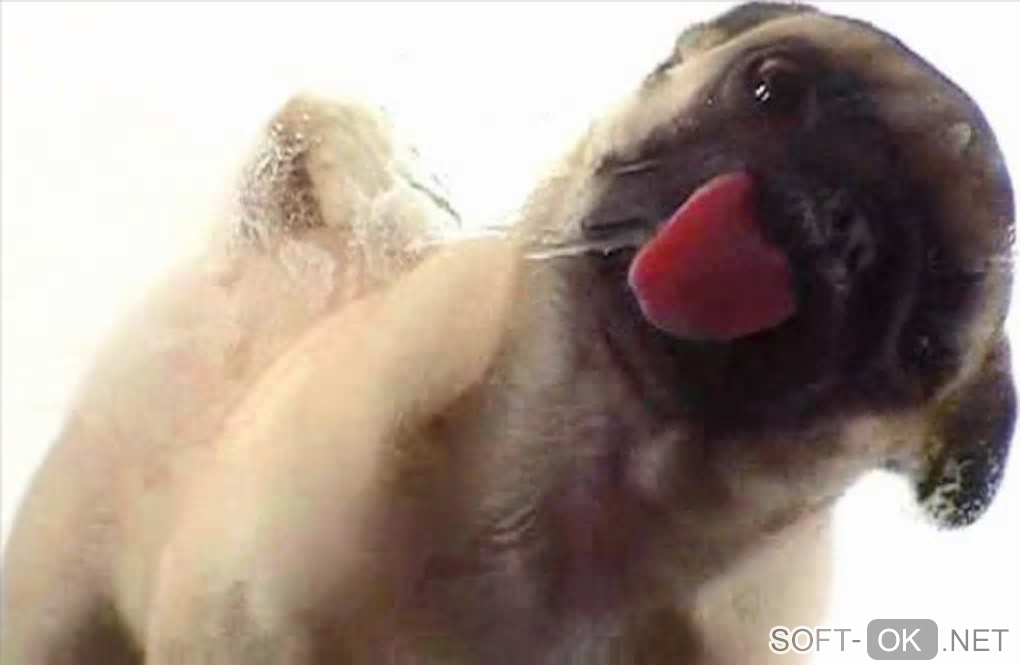 Screenshot №1 "Licking Dog Screen Clean"