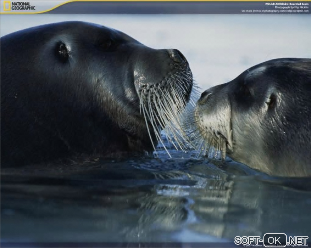 The appearance "National Geographic Polar Animals Screensaver"