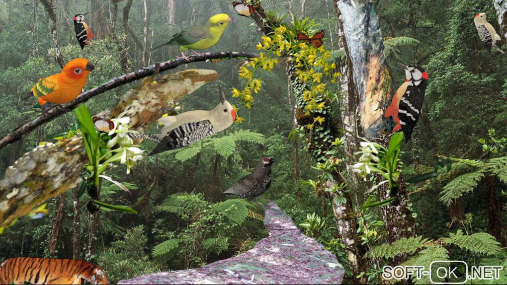 Screenshot №2 "Tropical Forest"