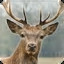 Deer Hunter: 3D Sniper Shooter