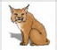 Lynx