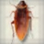 Cockroach on Desktop