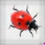 Ladybug on Desktop