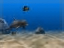 Dolphin Aqua Life 3D Screensaver