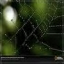 National Geographic Spider Web With Raindrops Wallpaper